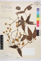 山木通藏品圖，第1張