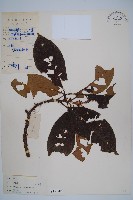 水東哥藏品圖，第1張