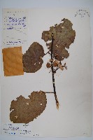 闊葉獼猴桃藏品圖，第1張