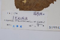 闊葉獼猴桃藏品圖，第2張