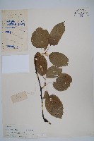 闊葉獼猴桃藏品圖，第1張