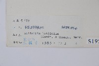 闊葉獼猴桃藏品圖，第2張