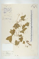 馬交兒藏品圖，第1張