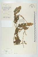 絞股藍藏品圖，第1張