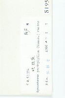 絞股藍藏品圖，第3張