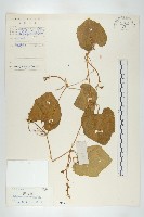 全緣括樓藏品圖，第1張