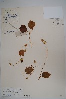 紫背天葵藏品圖，第1張