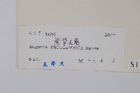 紫背天葵藏品圖，第2張