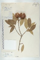 猴歡喜藏品圖，第1張