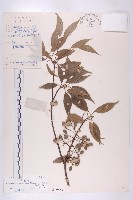 華杜英藏品圖，第1張