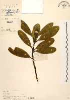 大頭茶藏品圖，第1張