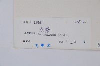 硬齒獼猴桃藏品圖，第2張