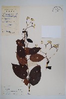 帘子藤藏品圖，第1張