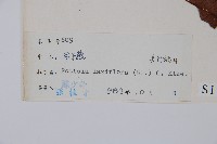 帘子藤藏品圖，第2張
