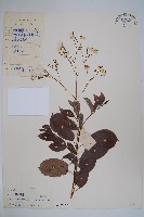 酸藤藏品圖，第1張