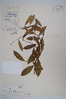 小錦蘭藏品圖，第1張