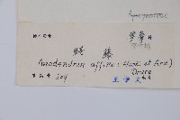 小錦蘭藏品圖，第2張