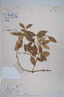 串珠子藏品圖，第1張