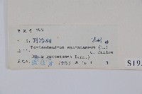 野漆、木臘樹藏品圖，第2張