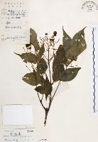 灰色木藍藏品圖，第1張