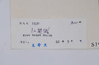 紅翅槭藏品圖，第2張