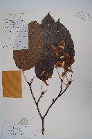 青榨槭藏品圖，第1張