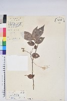 黃背越橘藏品圖，第1張