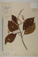 大葉山柳藏品圖，第1張