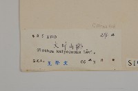 大葉山柳藏品圖，第3張