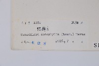 鵝掌柴、江某、鴨腳樹藏品圖，第2張