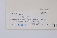 臺灣樹參藏品圖，第2張
