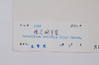 穗序鵝掌柴藏品圖，第2張