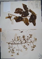 鵲不踏藏品圖，第1張