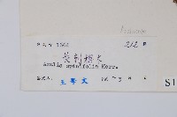 長刺蔥木藏品圖，第2張