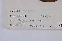 小花八角楓藏品圖，第2張