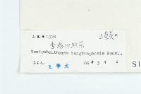 香港四照花藏品圖，第3張