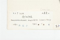 尖葉四照花藏品圖，第3張