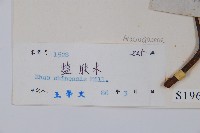 鹽膚木藏品圖，第2張