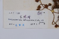 木蜡樹、野漆樹藏品圖，第2張