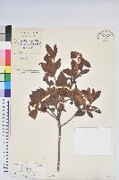 嶺南杜鵑藏品圖，第1張