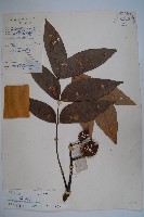 鐘萼木藏品圖，第1張