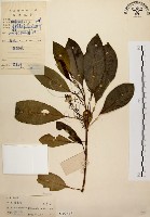 降真香藏品圖，第1張