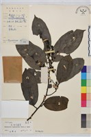 尼泊爾鼠李藏品圖，第1張