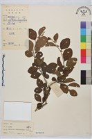 馬甲子藏品圖，第2張