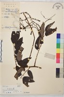 多花勾兒茶, 多花黃鱔藤藏品圖，第1張