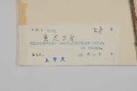 密花假衛矛藏品圖，第3張