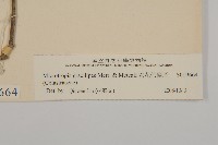 密花假衛矛藏品圖，第4張