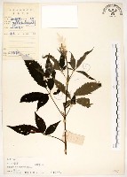 黃荊藏品圖，第1張
