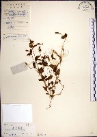 倒地蜈蚣藏品圖，第1張