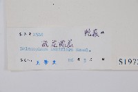 穗花蛇菰藏品圖，第2張